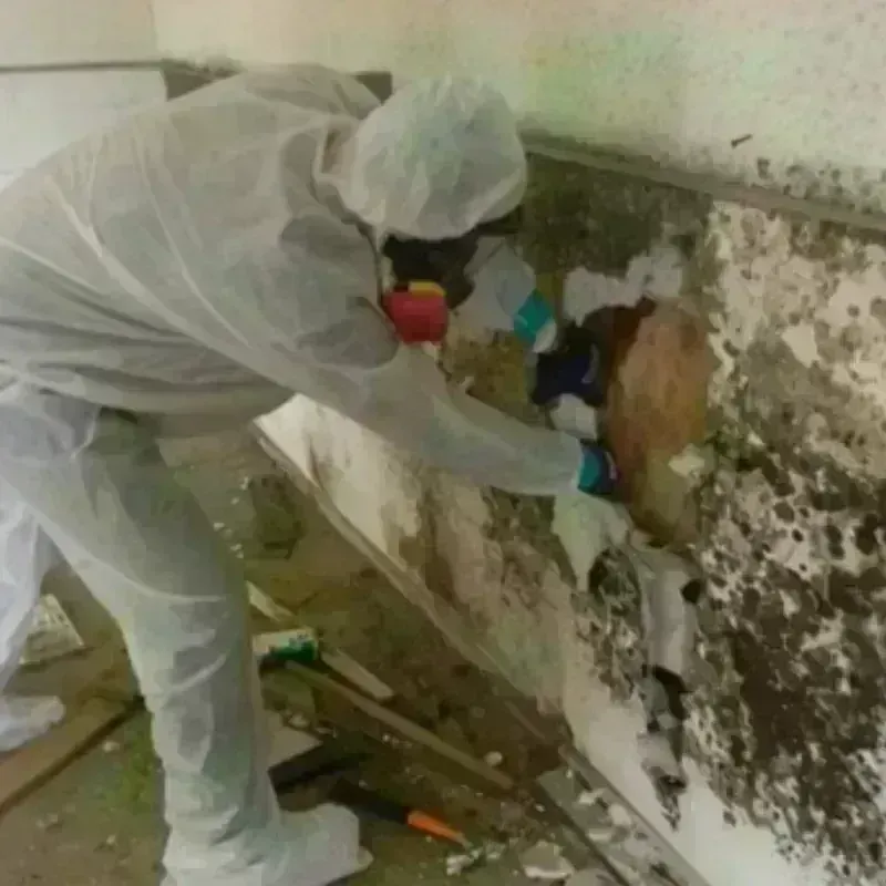 Mold Remediation and Removal in Brown County, OH